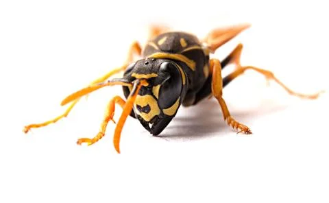 Wasp Stock Photos