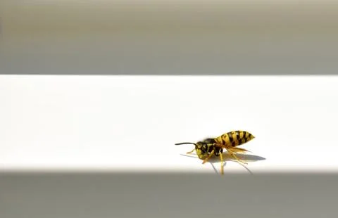 Wasp Stock Photos