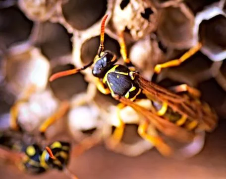 Wasp Stock Photos