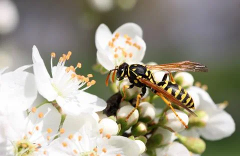Wasp Stock Photos