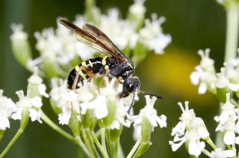 Wasp Stock Photos