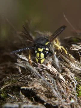 Wasp Stock Photos