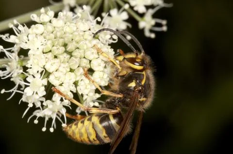 Wasp Stock Photos