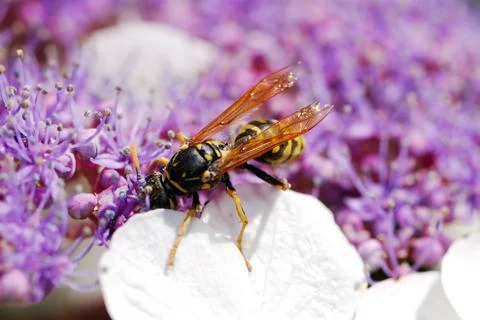 Wasp Stock Photos