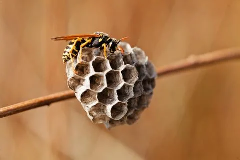 Wasp Stock Photos