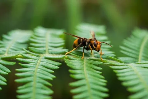 Wasp Stock Photos