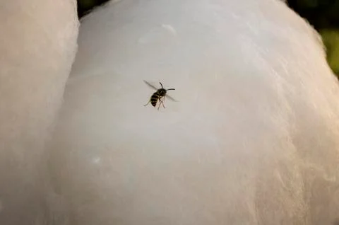 Wasp Stock Photos