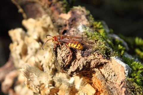 Wasp Stock Photos