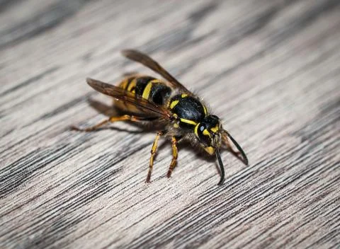 Wasp Stock Photos