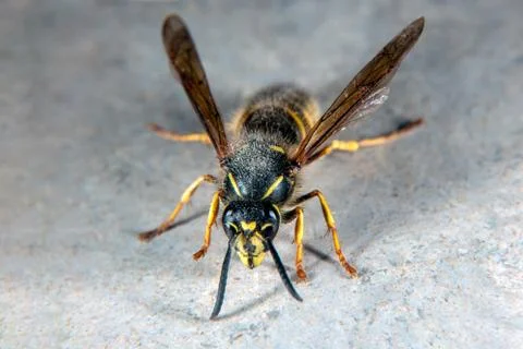 Wasp Stock Photos