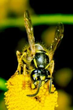 Wasp Stock Photos
