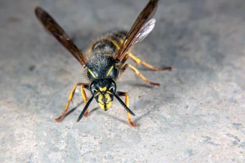 Wasp Stock Photos