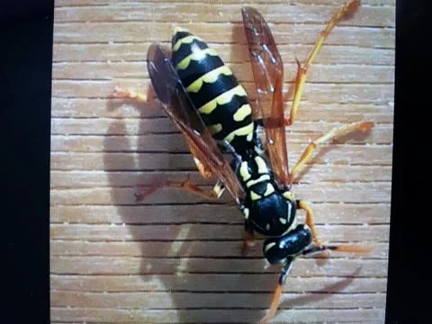 WASP Stock Photos