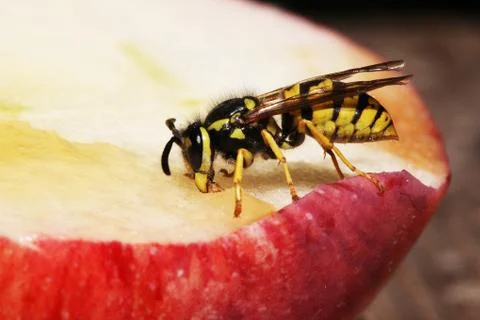 Wasp Stock Photos