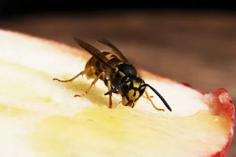 Wasp Stock Photos