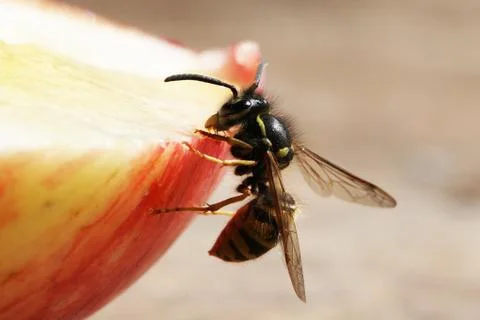 Wasp Stock Photos