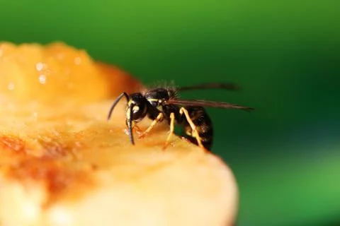 Wasp Stock Photos
