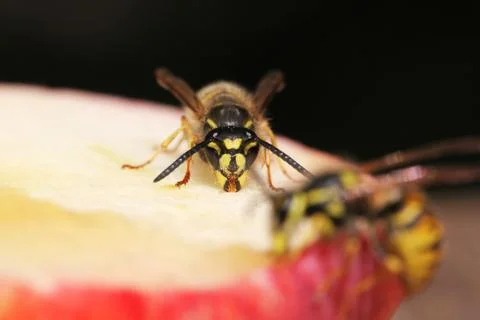 Wasp Stock Photos