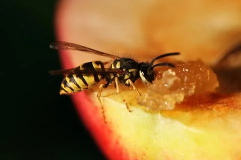 Wasp Stock Photos