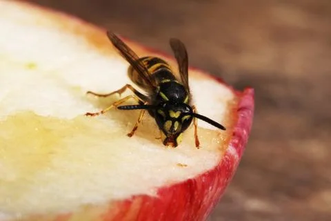 Wasp Stock Photos