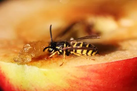 Wasp Stock Photos