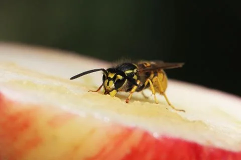 Wasp Stock Photos