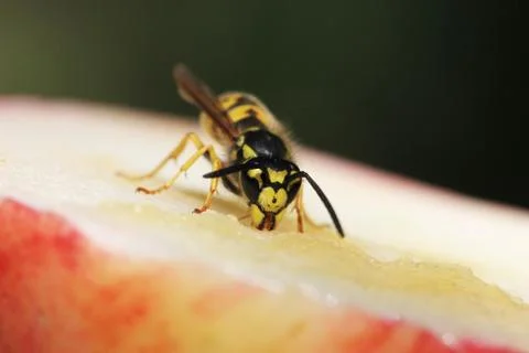 Wasp Stock Photos