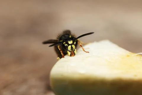 Wasp Stock Photos