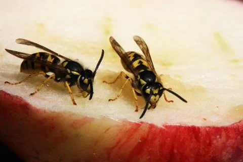 Wasp Stock Photos
