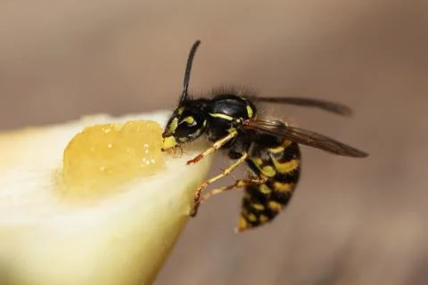 Wasp Stock Photos