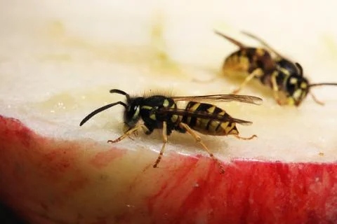 Wasp Stock Photos