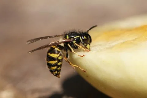 Wasp Stock Photos