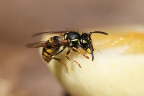 Wasp Stock Photos