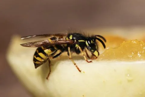 Wasp Stock Photos