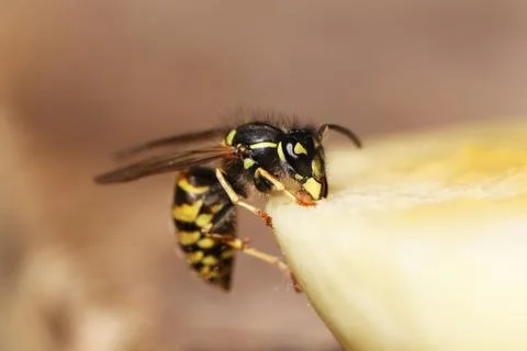 Wasp Stock Photos