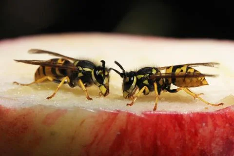 Wasp Stock Photos