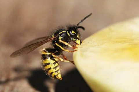 Wasp Stock Photos