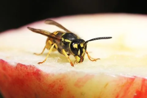 Wasp Stock Photos