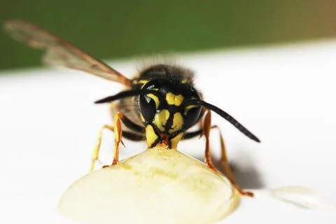 Wasp Stock Photos