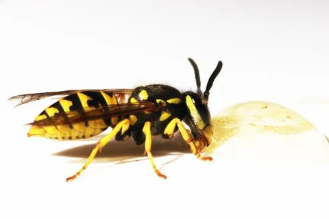 Wasp Stock Photos
