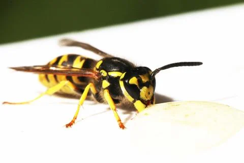 Wasp Stock Photos