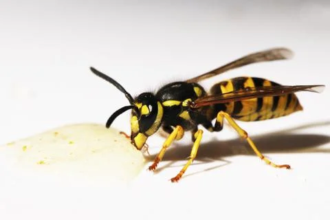 Wasp Stock Photos