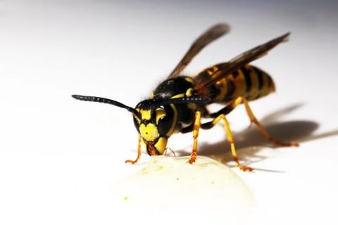 Wasp Stock Photos