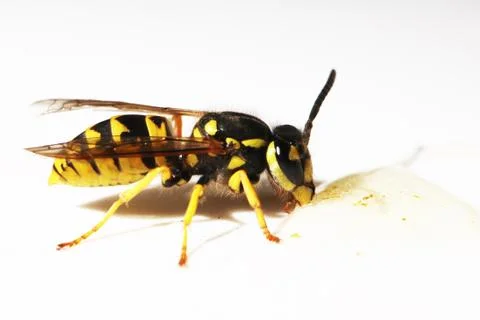 Wasp Stock Photos