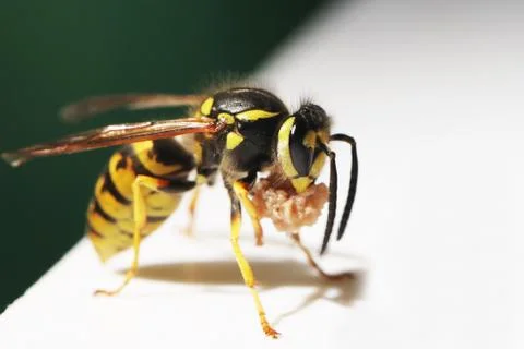 Wasp Stock Photos