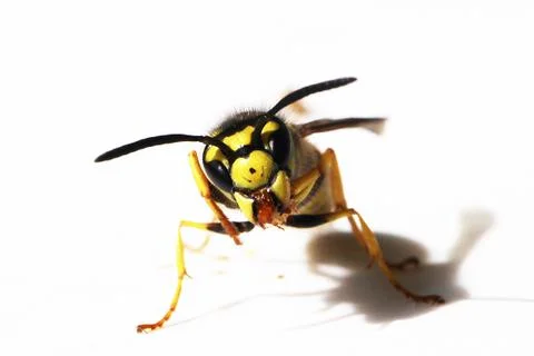 Wasp Stock Photos