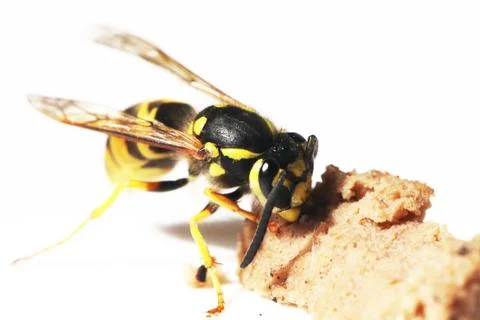 Wasp Stock Photos