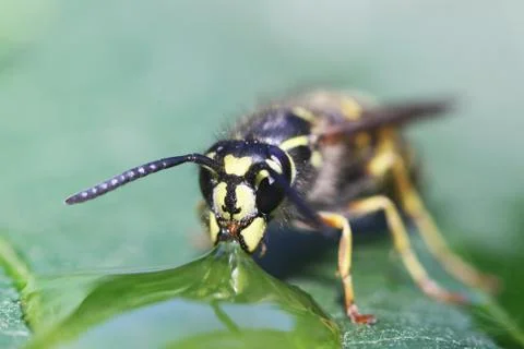 Wasp Stock Photos