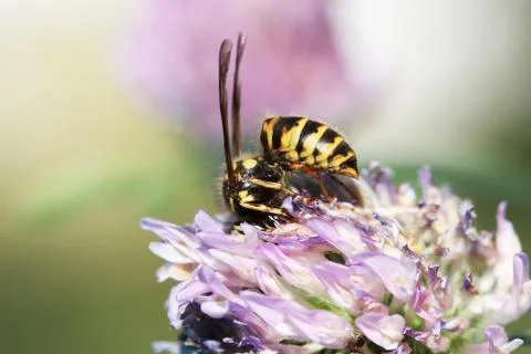 Wasp Stock Photos