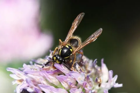 Wasp Stock Photos